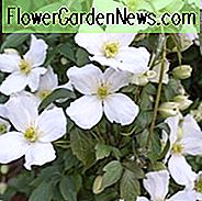 Clematis montana var. grandiflora, weiße Anemonen-Clematis, Clematis anemoniflora, Clematis montana f. Grandiflora, Clematis montana 'Grandiflora', Clematis 'Grandiflora', Gruppe 1 Clematis, duftende Clematis, duftende Clematis, weiße Clematis, Krankheitsresistente Clematis
