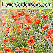 Papaver Rhoeas, gewöhnlicher Mohn, Klatschmohn, Maisrose, Feld-Mohn, Flandern-Mohn, roter Mohn, rotes Gras, Coquelicot, Papaver Commutatum, Papaver Strigosum, rote Blumen