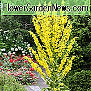 Verbascum olympicum, Olympian Mullein, Griechisch Mullein, Verbascum longifolium var. pannosum, Gelbe Blumen, Architektonische Pflanzen, Vertikale Pflanzen, Deer Tolerant Stauden, Olympic Mullein