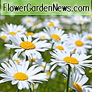 Leucanthemum Vulgare 'Filigran', Ochsenauge Daisy 'Filigran', Feld Daisy 'Filigran', Margerite 'Filigran', Mond Daisy 'Filigran', weiße Blüten