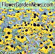 Rudbeckia Triloba, Brown-Eyed Susan, gebĂŒrtige Black-Eyed Susan, dĂŒnnblĂ€ttrige Rudbeckia, dĂŒnnblĂ€ttrige Sonnenhut, verzweigte Sonnenhut, SpĂ€tsommer Staude, goldene BlĂŒten, gelbe Staude
