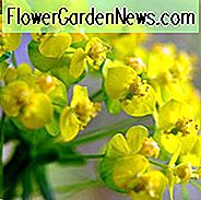 Zypressenwolfsmilch, Euphorbia Cyparissias, Zypressenwolfsmilch, Bonapartes Krone, Faitours Gras, Friedhofskiefer, Friedhofskraut, Irish Moss, Kuss-Ich-Dick, Liebe in einer Keule, Baumwolfsmilch, Willkommen zu unserem Haus