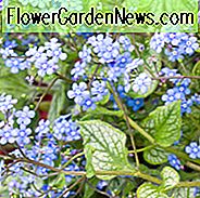 Brunnera Macrophylla 'Jack Frost', Brunnera 'Jack Frost', Sibirischer Bugloss 'Jack Frost', Hearleaf Brunnera 'Jack Frost', Falscher Vergißmeinnicht 'Jack Frost', blaue Blumen, Frühlingsblumen