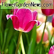 Tulipa Barcelona, Tulpe 'Barcelona', Triumph Tulpe 'Barcelona', Triumph Tulpen, Frühlingszwiebeln, Frühlingsblumen, Tulipe Barcelona, Triumph Tulpe, Tulipe Triomphe, Lila Tulpen, Rosa Tulpen