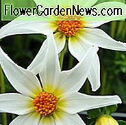 Dahlie Honka Weiß, 'Honka Weiß' Dahlie, Orchidee Dahlien, Stern Dahlien, Sonstige Dahlien, Weiße Dahlien, Dahlienknollen, Dahlien, Dahlien, Dahlien, Sommerzwiebeln