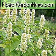 Agastache Rugosa F. Albiflora, Riesenyssop, Anis Ysop, Koreanische Minze, Agastache Rugosa 'Alba', Weiße Agastache, Weißer Ysop, Weiße Koreanische Minze