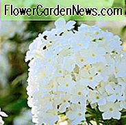 Phlox Paniculata 'David', Phlox 'David', Border Phlox 'David', Herbst Phlox 'David', Garten Phlox 'David', Mehrjährige Phlox 'David', Sommer Phlox 'David', Weiße Phlox, weiße Blüten
