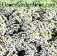 Lobularia 'Snow Crystals', Sweet Alyssum, Hitzebeständige Pflanzen, Duftende Pflanzen, Sweet Alyssum 'Snow Crystals', Alyssum maritimum 'Snow Crystals'