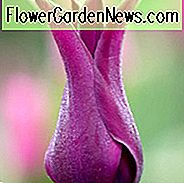 Tulipa 'Burgunder', Tulpe 'Burgund', Lilie-Geblühte Tulpe 'Burgund', Lilie-Blühende Tulpe 'Burgund', Lilien-Blühende Tulpe, Frühlingsblüte, Frühlingsblüte, Tulpe Burgund, Lilie Geblühte Tulpe, Purpurrote Tulpe, Spätsaison Tulpe