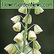Fritillaria persica, Persian Bells, Lily persană, Bell-uri persane