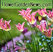 Tulipa