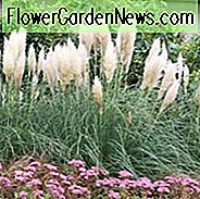 Cortaderia Selloana 'Pumila', Pampas หญ้า 'Pumila' แคระ Pampas หญ้า