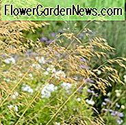 Stipa Gigantea, Oats สีทอง, หญ้ายักษ์, หญ้ายักษ์