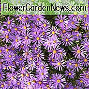 Aster x Frikartii 'Jungfrau', Aster ของ Frikart, Michaelmas Daisy, Aster 'Jungfrau' ของ Frikart, Michaelmas Daisy 'Jungfrau', ไม้ยืนต้นร่วง, ดอกไม้ฤดูใบไม้ร่วง, ดอกไม้สีม่วง, ดอกไม้สีฟ้า