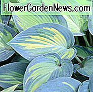 Hosta Juni, Buntbarsch Lilie, Wegerich Lilie 'Juni', Schatten Stauden, Pflanzen für Schatten
