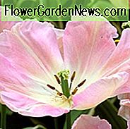 Tulpe 'Neues Design', Tulipa 'Neues Design', Triumph Tulpe 'Neues Design', Triumph Tulpen, Frühlingszwiebeln, Frühlingsblumen, Rosa Tulpe