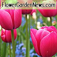 Tulipa Weihnachtstraum, Tulpe 'Weihnachtstraum', Single frühe Tulpe 'Weihnachtstraum', einzelne frühe Tulpen, Frühlingszwiebeln, Frühlingsblumen, Tulipe Weihnachtstraum, rosa Tulpen, Tulipes Simples Hatives