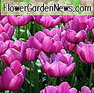 Tulipa Purple Prince, Tulpe 'Purple Prince', einzelne frühe Tulpe 'Purple Prince', einzelne frühe Tulpen, Frühlingszwiebeln, Frühlingsblumen, Tulipe Purple Prince, purpurrote Tulpen, Tulipes Simples Hatives