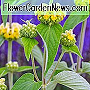 Phlomis Russeliana, Jeruzalės Sage, Turkijos Sage, Phlomis Samia Boiss, Phlomis Viscosa, Deer resistent daugiamečiai augalai, geltonos daugiamečiai augalai