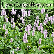 Persicaria Bistorta 'Superba', Bistort 'Superba', Adventurewortel, Polygonum Bistorta 'Superbum', plante Shade, plante perene, flori roz, plante pentru umbra, plante rezistente la cerb,