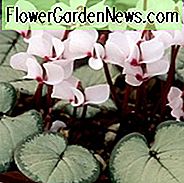 Cyclamen Coum 'Maurice Dryden', Persisk Violet 'Maurice Dryden', Cyclamen 'Maurice Dryden', Østcyklamen 'Maurice Dryden', Rundbladet Cyclamen 'Maurice Dryden', Cyclamen Coum Subsp. Coum f. Coum 'Maurice Dryden', Tinselgruppen Cyclamen, vinterpære, Hvide cyclamen