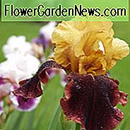 Iris 'Supreme Sultan', Hohe Schwertlilie 'Supreme Sultan', Iris Germanica 'Supreme Sultan', Späte Schwertlilien, Zweifarbige Schwertlilien, Schwertlilien, Gelbe Schwertlilien