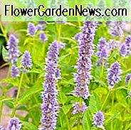 Agastache Blue Fortune, Anis Hyssop 'Blaues Glück', Riesenyssop 'Blaues Glück', Agastache Aurantiaca 'Blaues Glück', blaue Blumen, violette Blumen