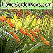 Crocosmia masoniorum, Coppertips, Sternschnuppen, AGM Crocosmia, Giant Montbretia, Crocosmia Masonorum
