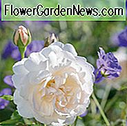 Rosa Lichfield Engel, Rosa Lichfield Engel, englische Rose Lichfield Engel, David Austin Rose, englische Rose, duftende Rosen, Strauchrosen, weiße Rosen, cremige Rosen