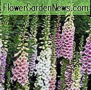 Digitalis Purpurea Excelsior Gruppe, Gemeinsame Foxglove Excelsior Gruppe, Excelsior Gruppe Fingerhut, Fingerhut Excelsior Gruppe, Damen Handschuh Excelsior Gruppe, Pastell floxgloves