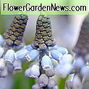 Muscari Valerie Finnis, Traubenhyazinthe Valerie Finnis, Muscari Armeniacum, Frühlingszwiebeln, Frühlingsblumen, Blaue Frühlingszwiebeln, Blaue Blüten
