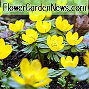 Eranthis Hyemalis, Winter Aconit, Winter Hellebore, Winter Wolfsfluch, Aconitum Hyemale, gelbe Blüten, Vorfrühlingsblume, Spätwinterblume