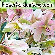 Helleborus 'Anna's Red', Hellebore 'Annas Red', Lenten Rose 'Annas Red', Rodney Davey Marbled Gruppe, Red Hellebore, Single Hellebore