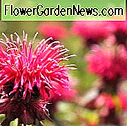 Monarda 'Kardinal', Bienenbalsam 'Kardinal', Bergamotte 'Kardinal', violette Monarda, violetter Bienenbalsam, violette Blüten