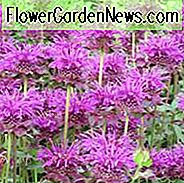 Monarda 'Scorpion', Bienenbalsam 'Scorpion', Bergamotte 'Scorpion', lila Monarda, violetter Bienenbalsam, violette Blüten