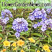Phlox Paniculata 'Blaues Paradies', Phlox 'Blaues Paradies', Border Phlox 'Blaues Paradies', Herbst Phlox 'Blaues Paradies', Garten Phlox 'Blaues Paradies', Mehrjährige Phlox 'Blaues Paradies', Sommer Phlox 'Blaues Paradies'