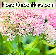 Sedum 'Brilliant', Fetthenne 'Brilliant', Hylotelephium spectabile 'Brilliant', Sedum spectabile 'Brilliant', Auffällige Fetthenne 'Brilliant', Pink Sedum, AGM Sedum