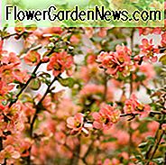 Chaenomeles japonica, Japanische Quitte, Blühende Quitte, Maules Quitte, Zwergquitte, Japanische Zierquitte