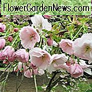Prunus 'Ichiyo', Japanische Blühende Kirsche 'Ichiyo', Kirsche 'Ichiyo', Prunus serrulata f. Unifolia, rosa Blüten, Frühlingsblumen, weiße Blüten