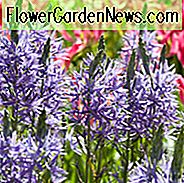 Camassia Leichtlinii 'Blaue Donau' (Camass), Camassia leichtlinii subsp. suksdorfii 'Blauwe Donau', Camassia 'Blaue Donau', Camass 'Blaue Donau', Kalifornische Weiße Quamasche 'Blaue Donau', Große Camas 'Blaue Donau', Wilde Hyazinthe 'Blaue Donau', Frühlingszwiebeln, Frühlingsblumen, Blaue Blüten, Spät Frühlingsblumen, resistente Blumen