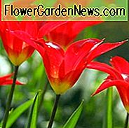 Tulipa Dyanito, Tulpe 'Dyanito', Lilien-blühende Tulpe 'Dyanito', Lilien-blühende Tulpe 'Dyanito', Lilien-blühende Tulpen, Frühlings-Birnen, Frühlings-Blumen, Tulipe Dyanito, Lilie geblühte Tulpe, rote Tulpe, Spätjahreszeit Tulpe, spät Frühlingstulpe, mittlere Jahreszeit Tulpe, Mitte s