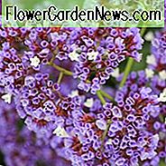 Limonium perezii, Sea Lavender, Statice, Perez's Sea Lavender, Seafoam Statice, Marsh Rosemary, Purple Flowers, Droogte-tolerante bloemen,