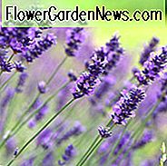 Lavandula Angustifolia 'Hidcote', Lavendel Hidcote, Englisch Lavendel 'Hidcote', Lavendel 'Hidcote', Lavandula 'Hidcote', Lavandula Spica 'Hidcote Lila', Lavandula 'Hidcote Blue', lila Blüten, Trockenheit tolerante Pflanze, Sommerblüten, duftende Pflanzen,