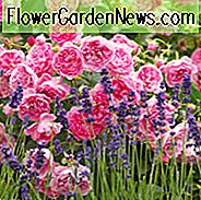 Rose Harlow Carr, Rosa 'Harlow Carr', Englische Rose 'Harlow Carr', David Austin Rosen, Englische Rosen, Englische Rose, Strauchrosen, Rosenbüsche, Gartenrosen, rosa Rosen
