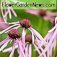 Echinacea Pallida, blass lila Sonnenhut, Rudbeckia Pallida, Brouneria Pallida, lila Sonnenhut, lila Echinacea, Sonnenhut, Kegel, Coneflowers
