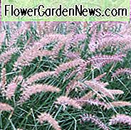 Pennisetum Villosum Informationen, Feathertop Gras Informationen, Fuchsschwanz Gras Informationen