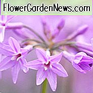 Tulbaghia Violacea, Gesellschaft Knoblauch, rosa Agapanthus, Frühlingszwiebeln, Frühlingsblumen, Frühlingszwiebeln, Frühlingsblumen, rosa Blüten