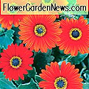 Arctotis, arctotis x hybrida, Arctotis x hybrida Kürbiskuchen, Arctotis 'Kürbiskuchen', Arctotis Hybrid 'Archley', Droughtolerante Blumen, Orangenblüten, orangefarbene afrikanische Gänseblümchen
