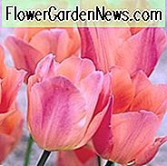 Tulipa Beauty Queen, Tulpe 'Schönheitskönigin', Single frühe Tulpe 'Beauty Queen', einzelne frühe Tulpen, Frühlingszwiebeln, Frühlingsblumen, Tulipe Beauty Queen, rosa Tulpen, Tulipes Simples Hatives, Vorfrühlingstulpen