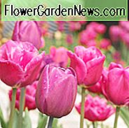 Tulipa Weihnachten Marvel, Tulpe 'Weihnachten Marvel', Single frühe Tulpe 'Weihnachten Marvel', einzelne frühe Tulpen, Frühlingszwiebeln, Frühlingsblumen, Tulipe Weihnachtswunder, rosa Tulpen, Tulpen Simples Hatives